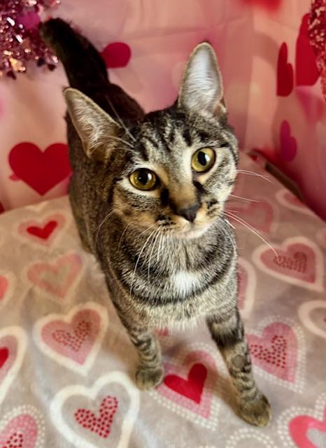 Enlarge Jessica, a ADOPTABLE Domestic Short Hair in Cincinnati, OH image 3/5