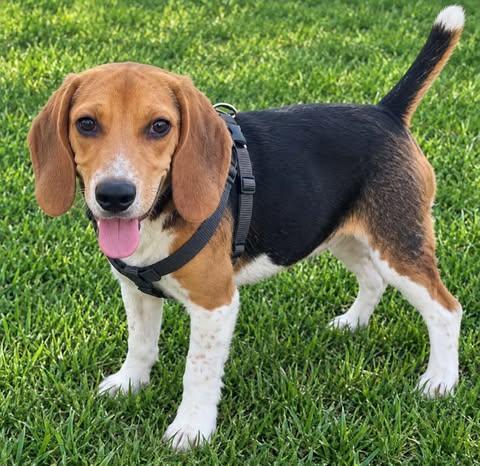 Enlarge Hazel, a Adoptable mixed breed in Hopkinton, MA image 1/3