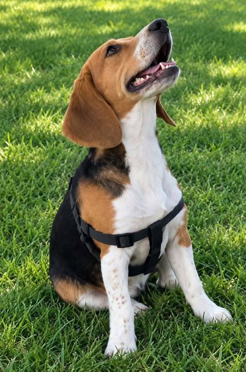 Enlarge Hazel, a Adoptable mixed breed in Hopkinton, MA image 2/3