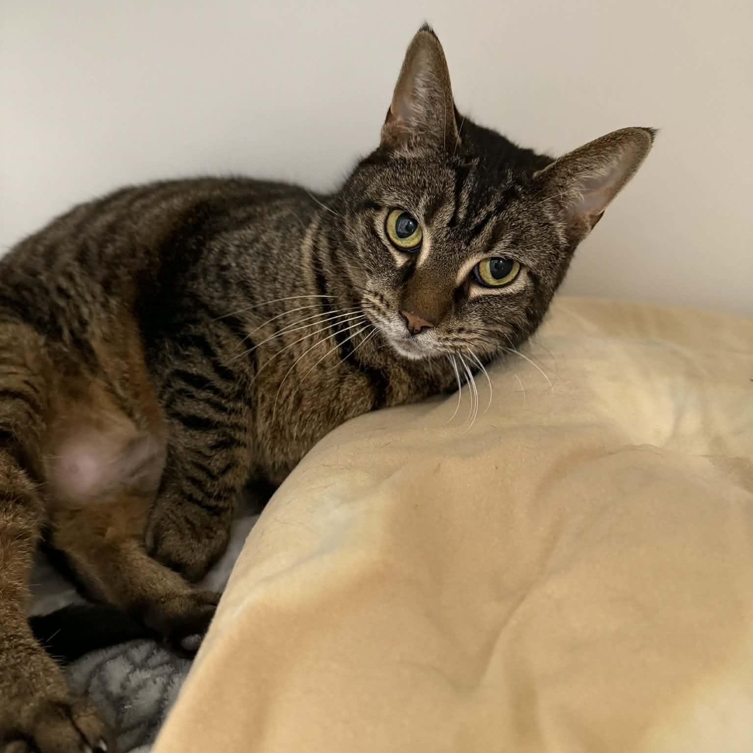 Enlarge Luann, a ADOPTABLE mixed breed in Penn Yan, NY image 4/6