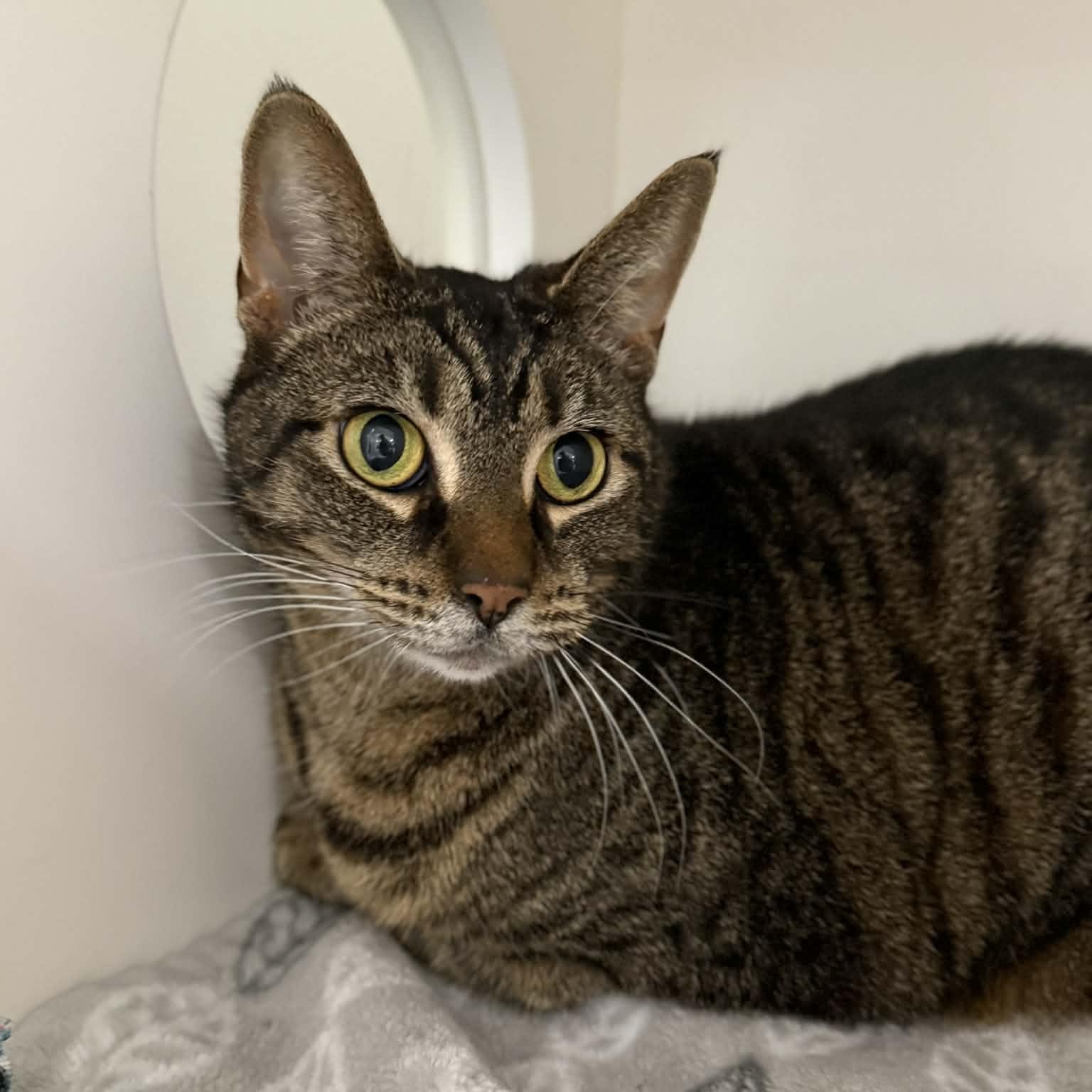 Enlarge Luann, a ADOPTABLE mixed breed in Penn Yan, NY image 2/6