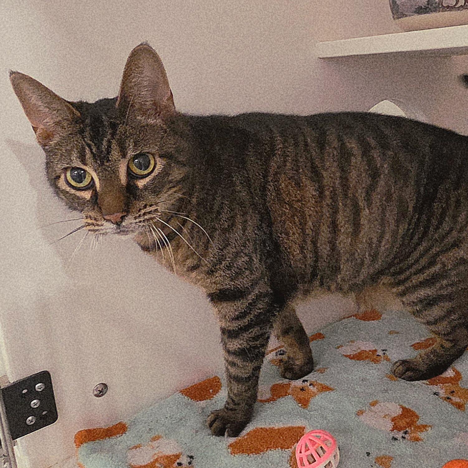 Enlarge Luann, a ADOPTABLE mixed breed in Penn Yan, NY image 6/6