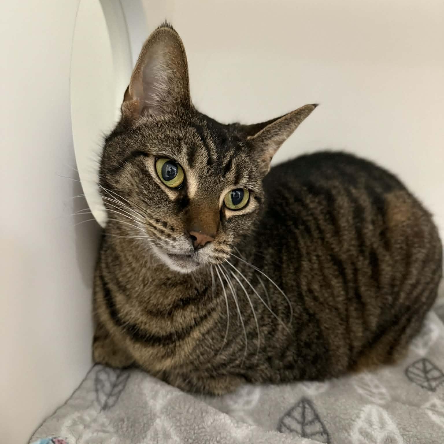 Enlarge Luann, a ADOPTABLE mixed breed in Penn Yan, NY image 3/6