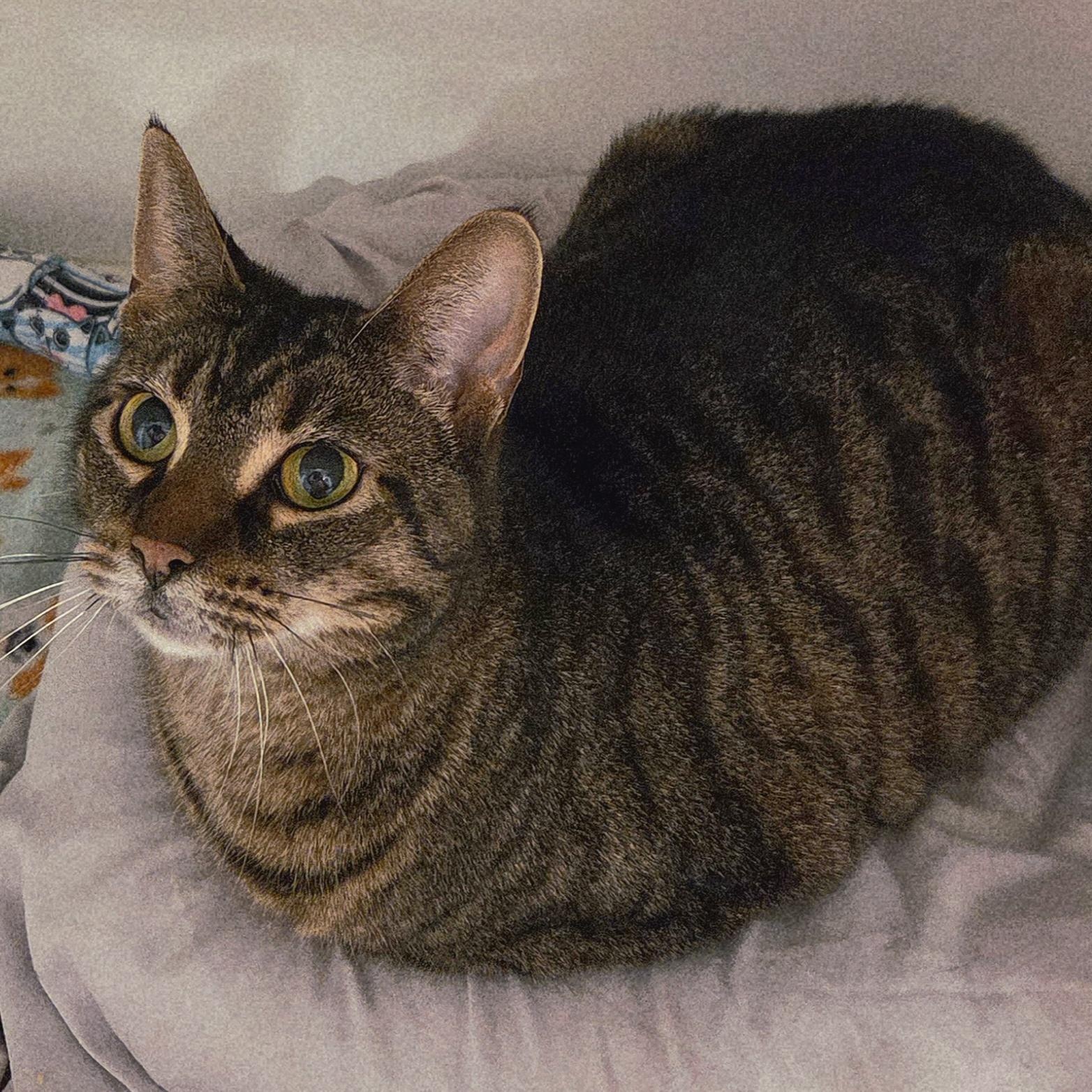 Enlarge Luann, a ADOPTABLE mixed breed in Penn Yan, NY image 5/6