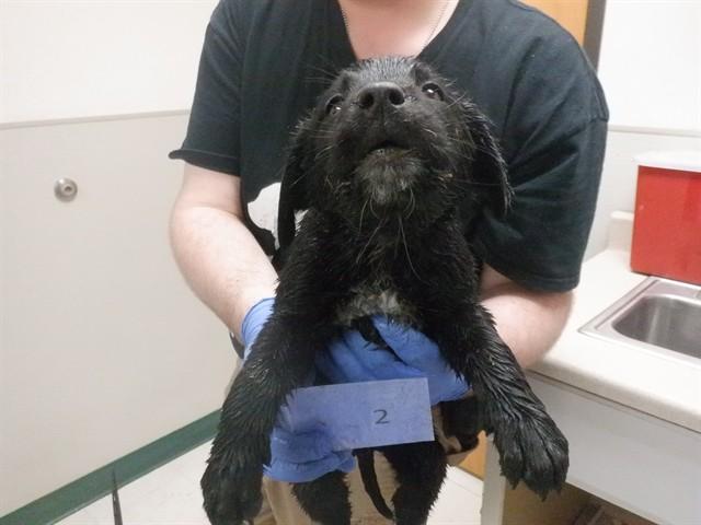 ROSE, Adoptable, Puppy Female Labrador Retriever & Australian Cattle Dog / Blue Heeler.