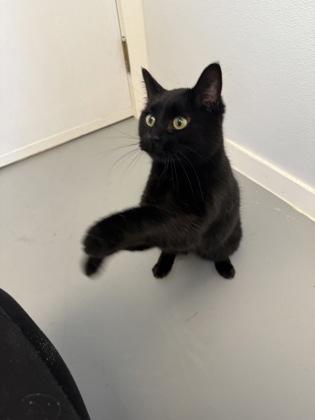 Miley, Adoptable, Adult Female Domestic Short Hair & Domestic Short Hair.