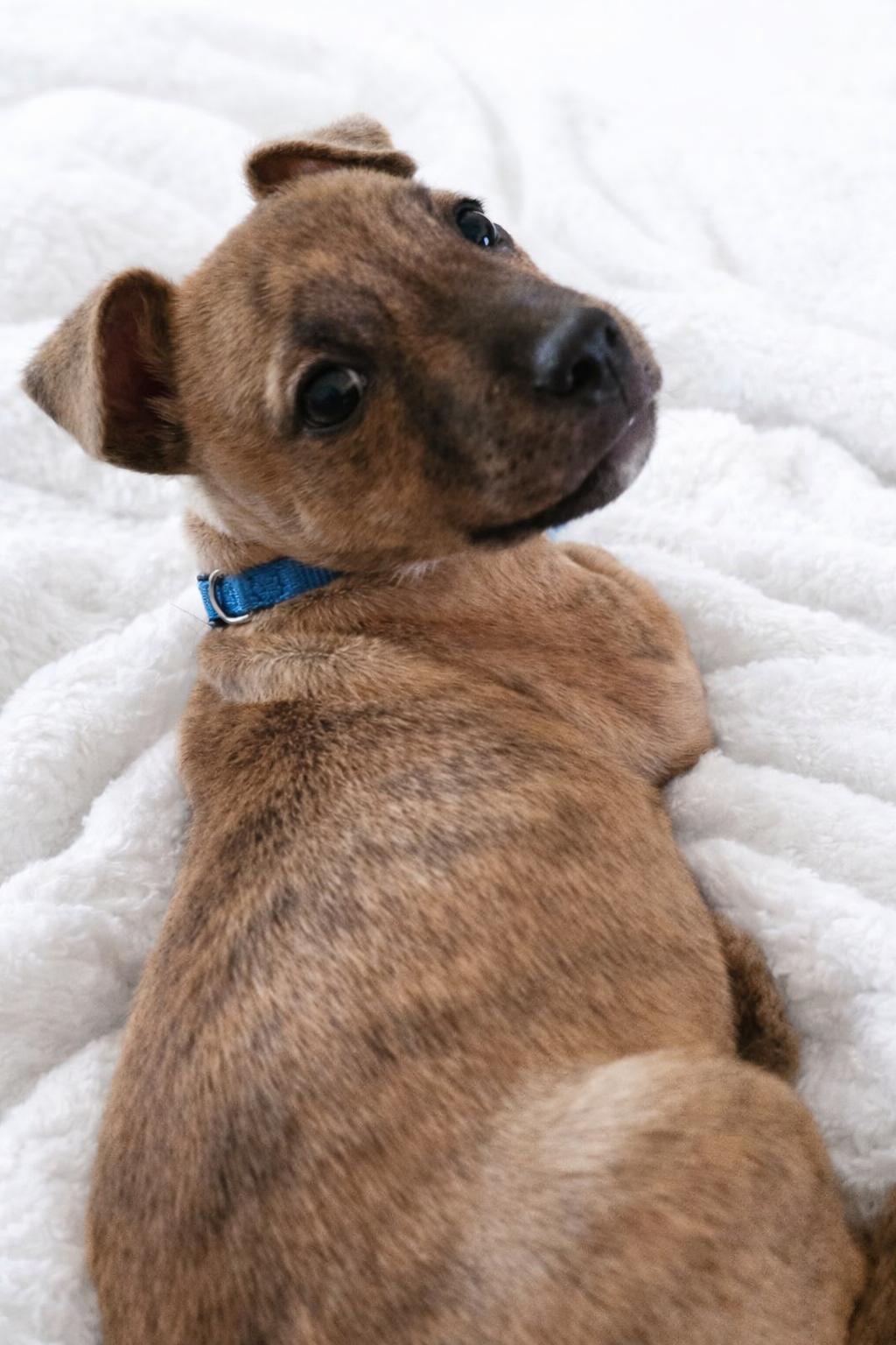 Enlarge Moose, a ADOPTABLE mixed breed in Scottsdale, AZ image 3/6