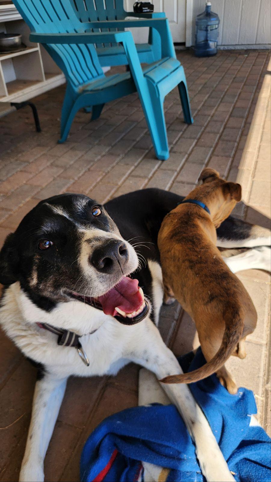 Enlarge Moose, a ADOPTABLE mixed breed in Scottsdale, AZ image 4/6