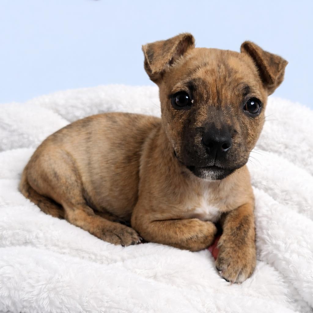 Enlarge Moose, a ADOPTABLE mixed breed in Scottsdale, AZ image 5/6