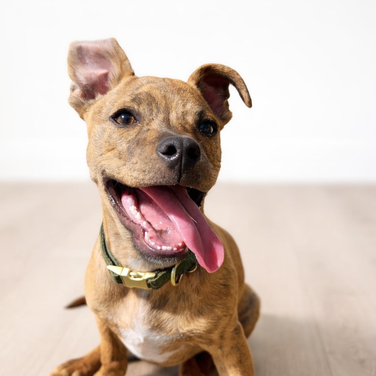 Enlarge Moose, a ADOPTABLE mixed breed in Scottsdale, AZ image 2/6