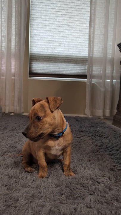 Enlarge Moose, a ADOPTABLE mixed breed in Scottsdale, AZ video 6/6