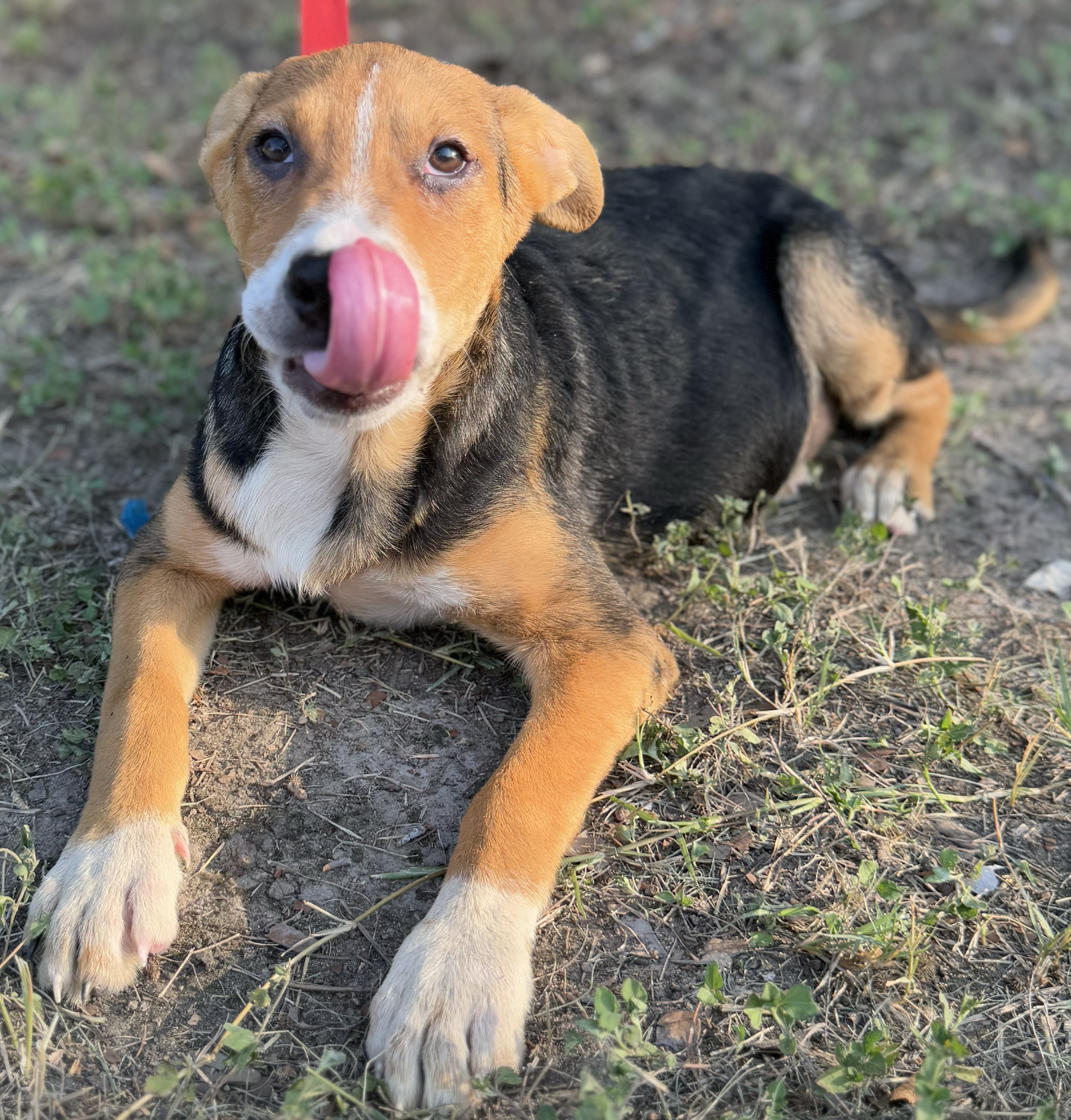 Lyla, Adoptable, Puppy Female Beagle & Labrador Retriever.