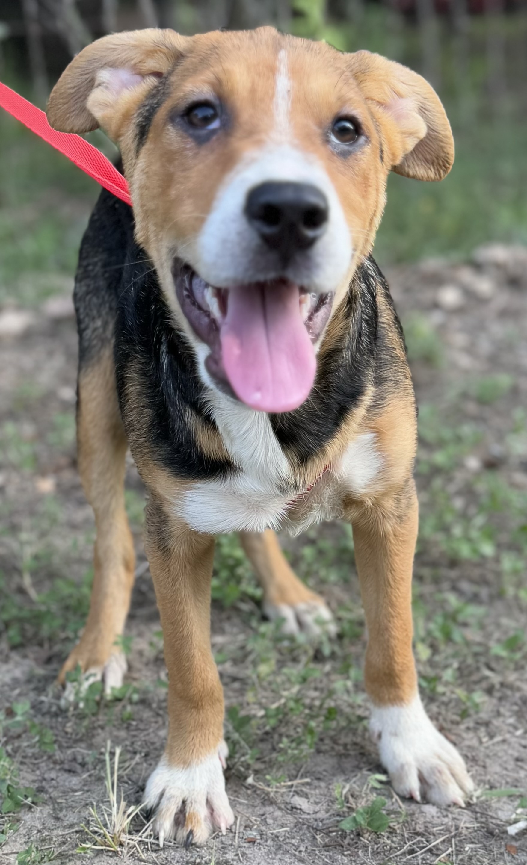 Lyla, a Adoptable mixed breed in Leming, TX image 2/6