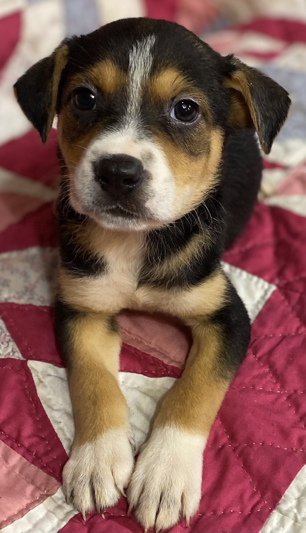 Lyla, a Adoptable mixed breed in Leming, TX image 5/6