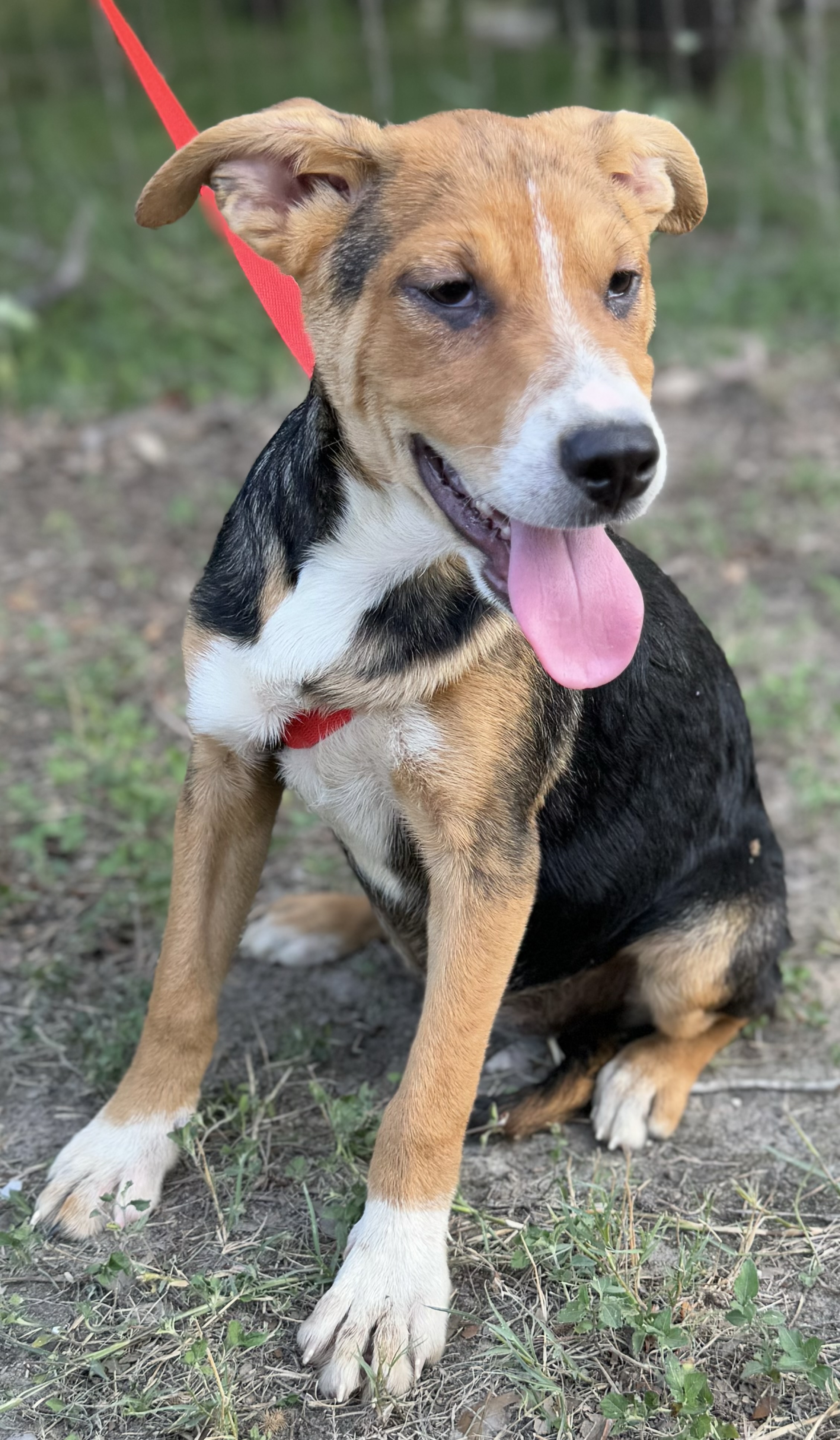 Lyla, a Adoptable mixed breed in Leming, TX image 3/6