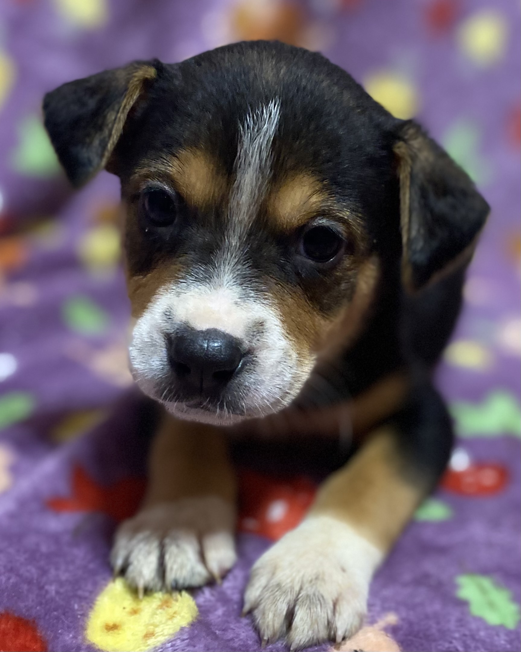 Lyla, a Adoptable mixed breed in Leming, TX image 6/6