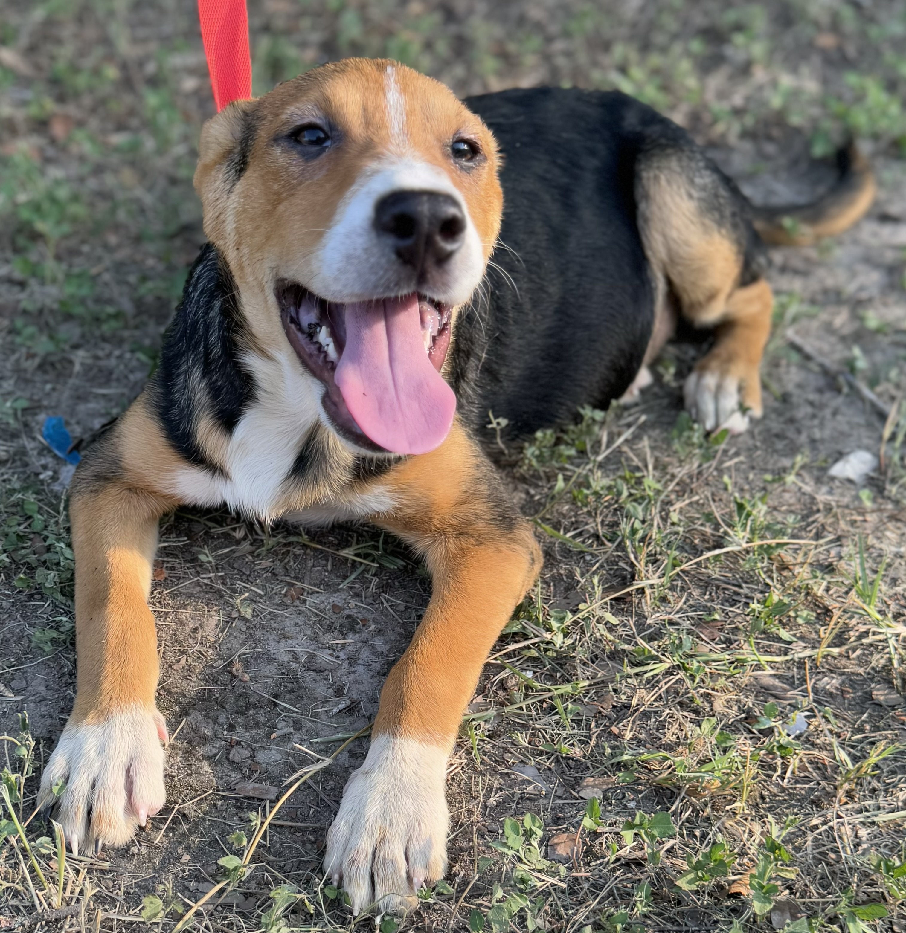 Lyla, a Adoptable mixed breed in Leming, TX image 4/6