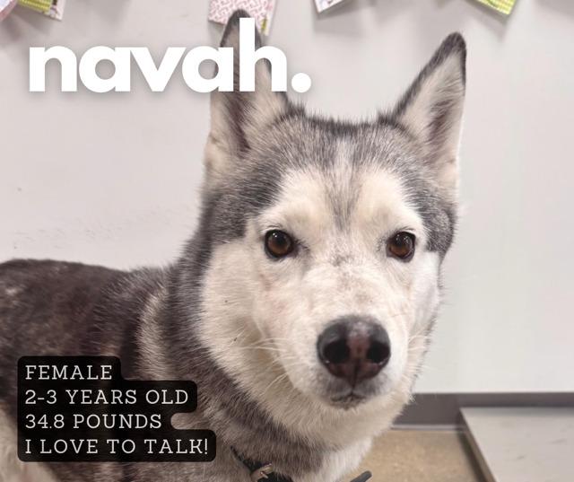 Navah, Adoptable, Adult Female Siberian Husky.