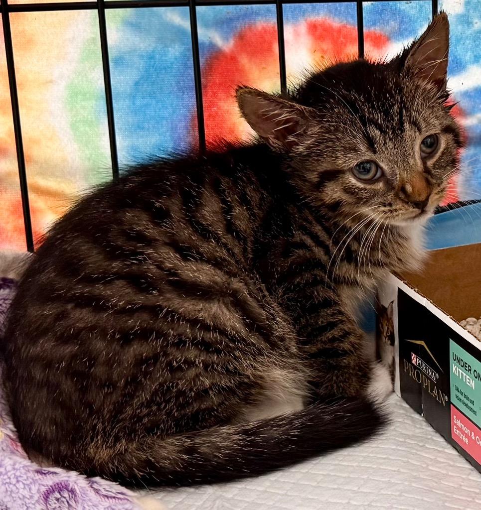 Enlarge Smudge, a Adoptable mixed breed in Leonardtown, MD image 1/1