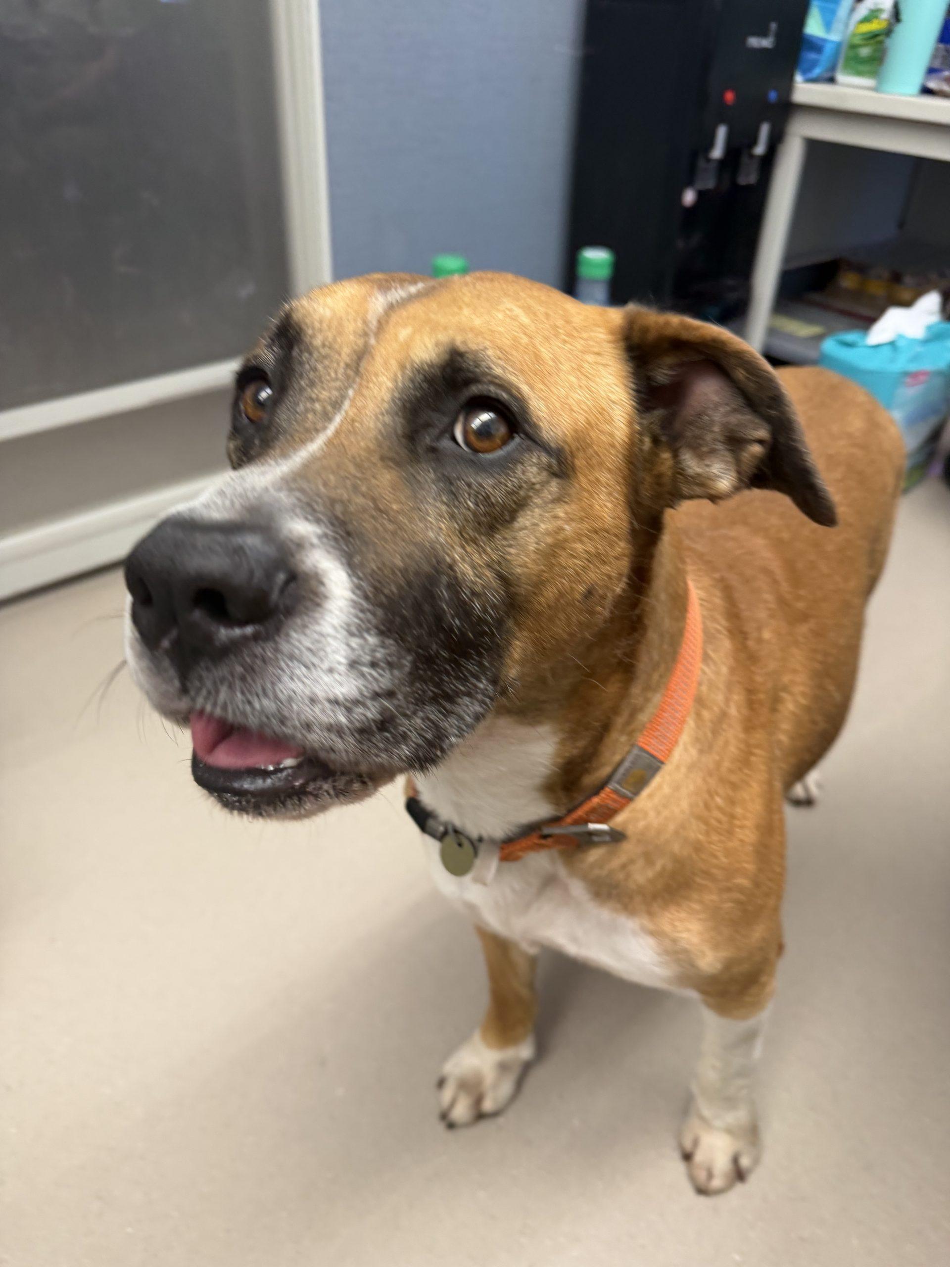 Axel, a Adoptable mixed breed in Grand Junction, CO image 1/3