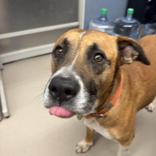 Axel, Adoptable, Senior Male Mastiff & Boxer.