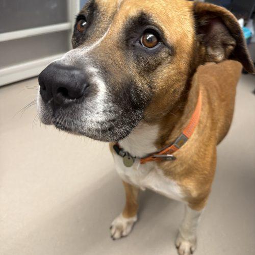 Axel, a Adoptable mixed breed in Grand Junction, CO image 3/3