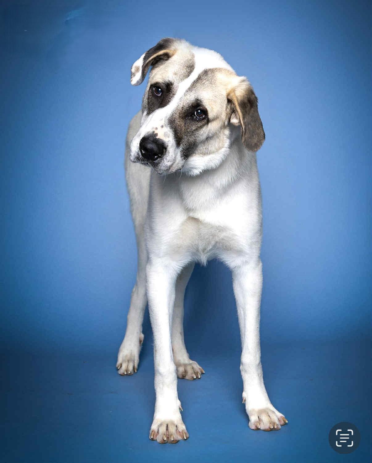 BOSCO 464562 Housebroken!96PoundsOfLOVE!