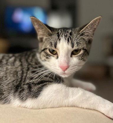 Enlarge Minnie (+ Sibling), a Adoptable Domestic Short Hair in Richmond Hill, ON image 1/3