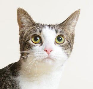 Minnie (+ Oreo), a Adoptable Domestic Short Hair in Richmond Hill, ON image 1/3