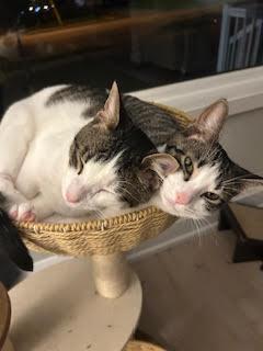 Enlarge Minnie (+ Sibling), a Adoptable Domestic Short Hair in Richmond Hill, ON image 2/3