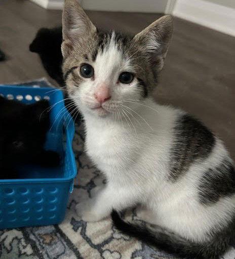 Enlarge Minnie (+ Sibling), a Adoptable Domestic Short Hair in Richmond Hill, ON image 3/3