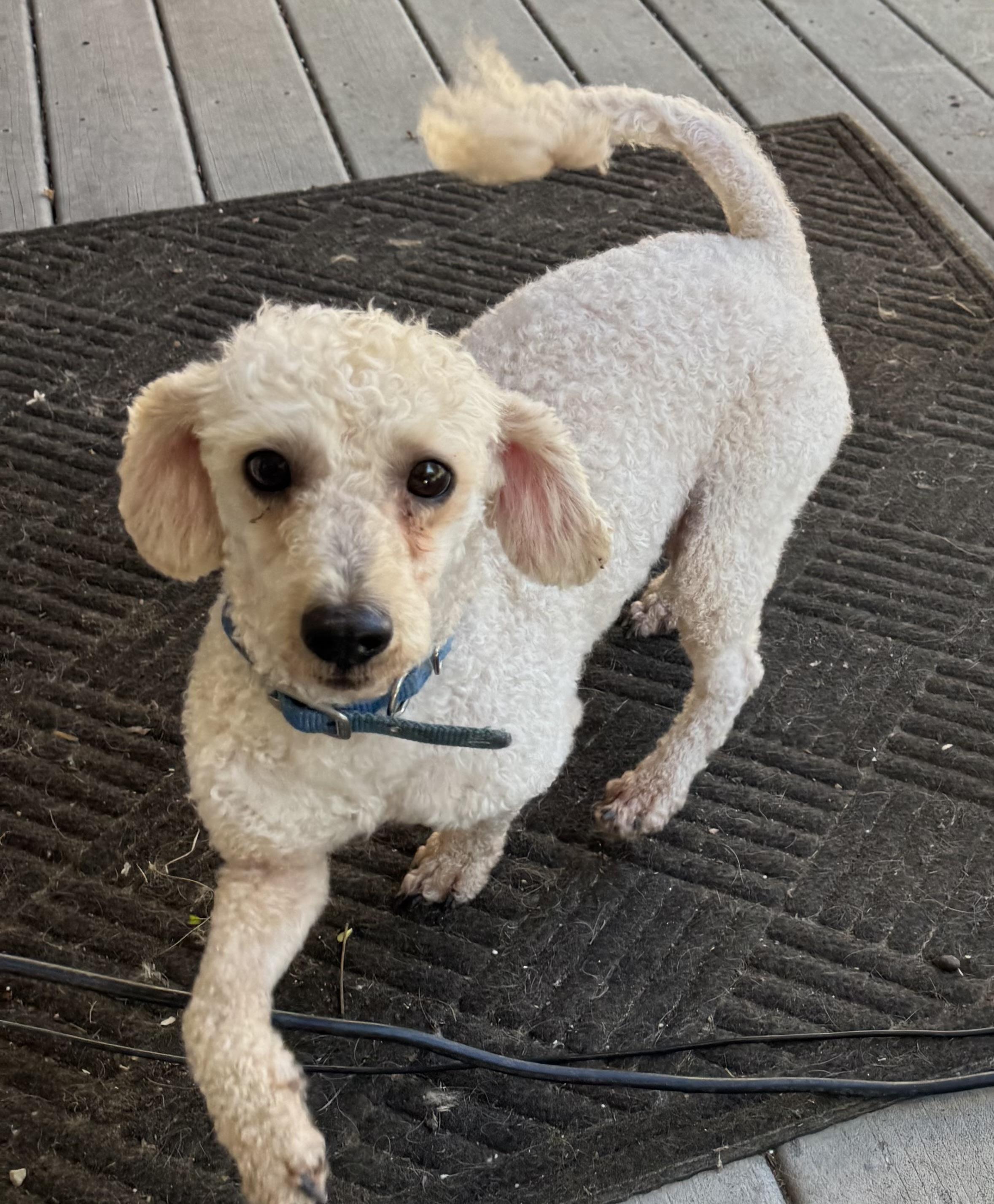 Max, an adoptable Poodle (Toy) in Glenwood City, WI, 54013 | Photo Image 1