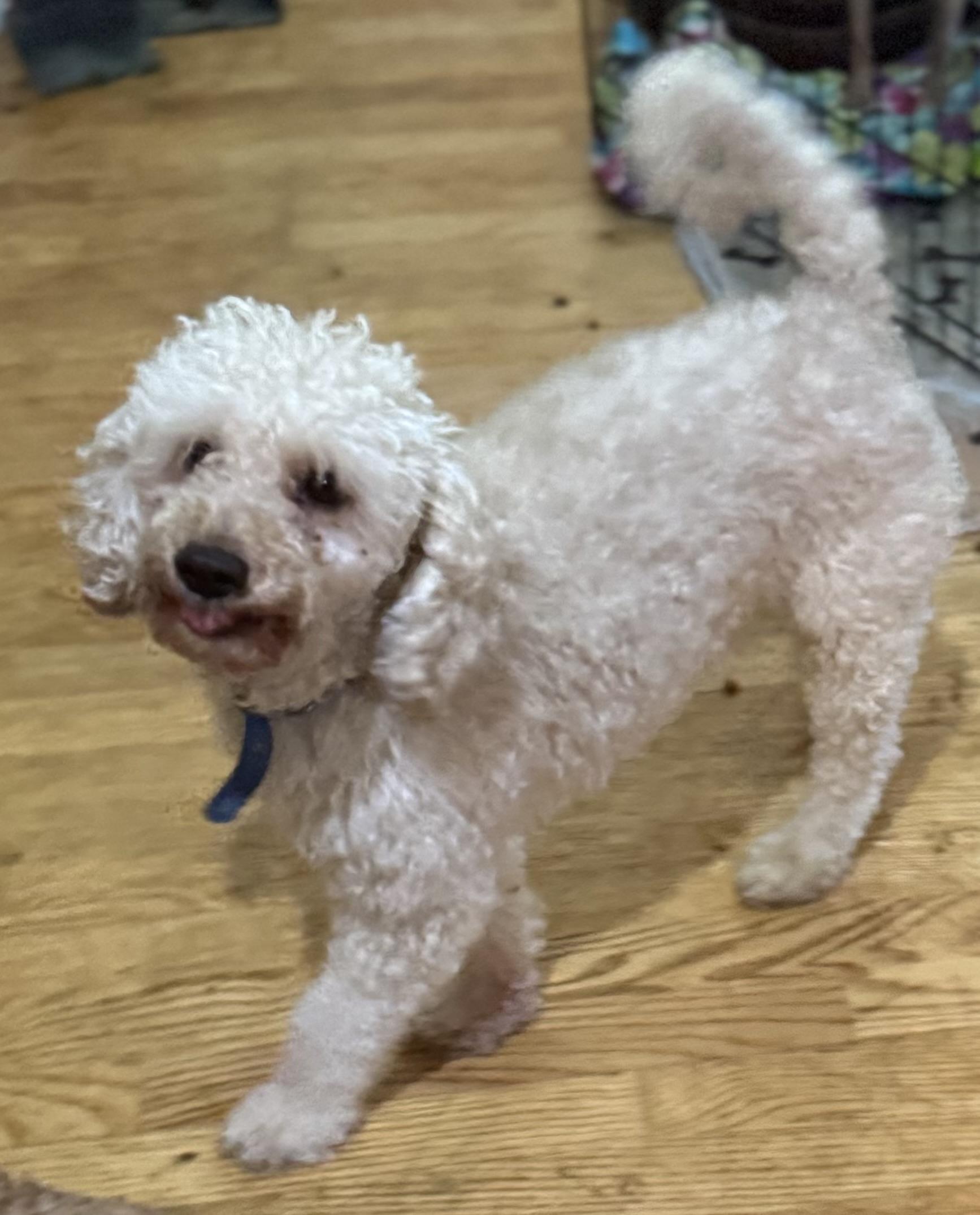 Max, an adoptable Poodle (Toy) in Glenwood City, WI, 54013 | Photo Image 2
