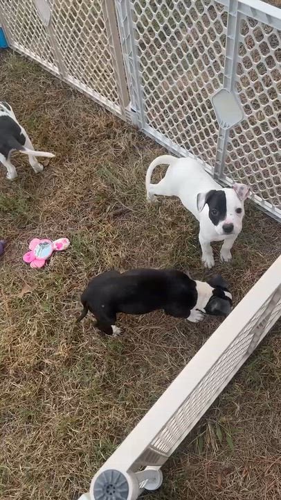 Enlarge WINSTON, a Adoptable mixed breed in Horseheads, NY video 6/6