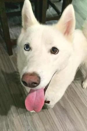 Enlarge Leia, a Adoptable Siberian Husky in Winter Springs, FL image 2/4