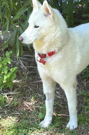 Enlarge Leia, a Adoptable Siberian Husky in Winter Springs, FL image 3/4