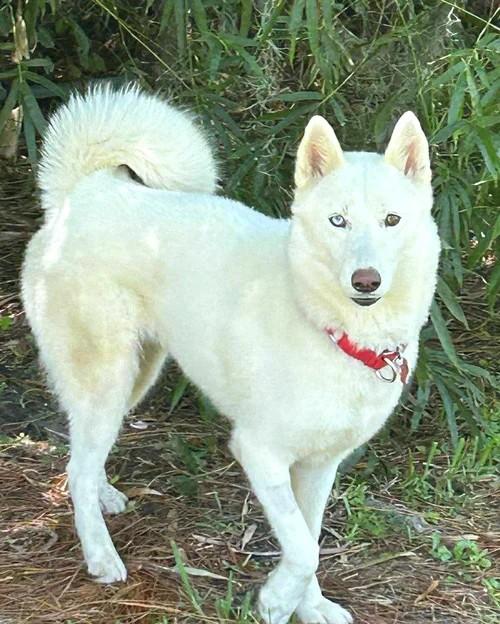 Leia, Adoptable, Young Female Siberian Husky.