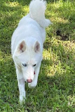 Enlarge Leia, a Adoptable Siberian Husky in Winter Springs, FL image 4/4