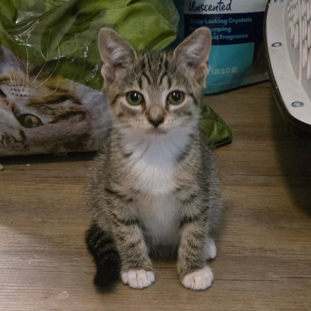 Roxie, Adoptable, Kitten Female Domestic Short Hair.