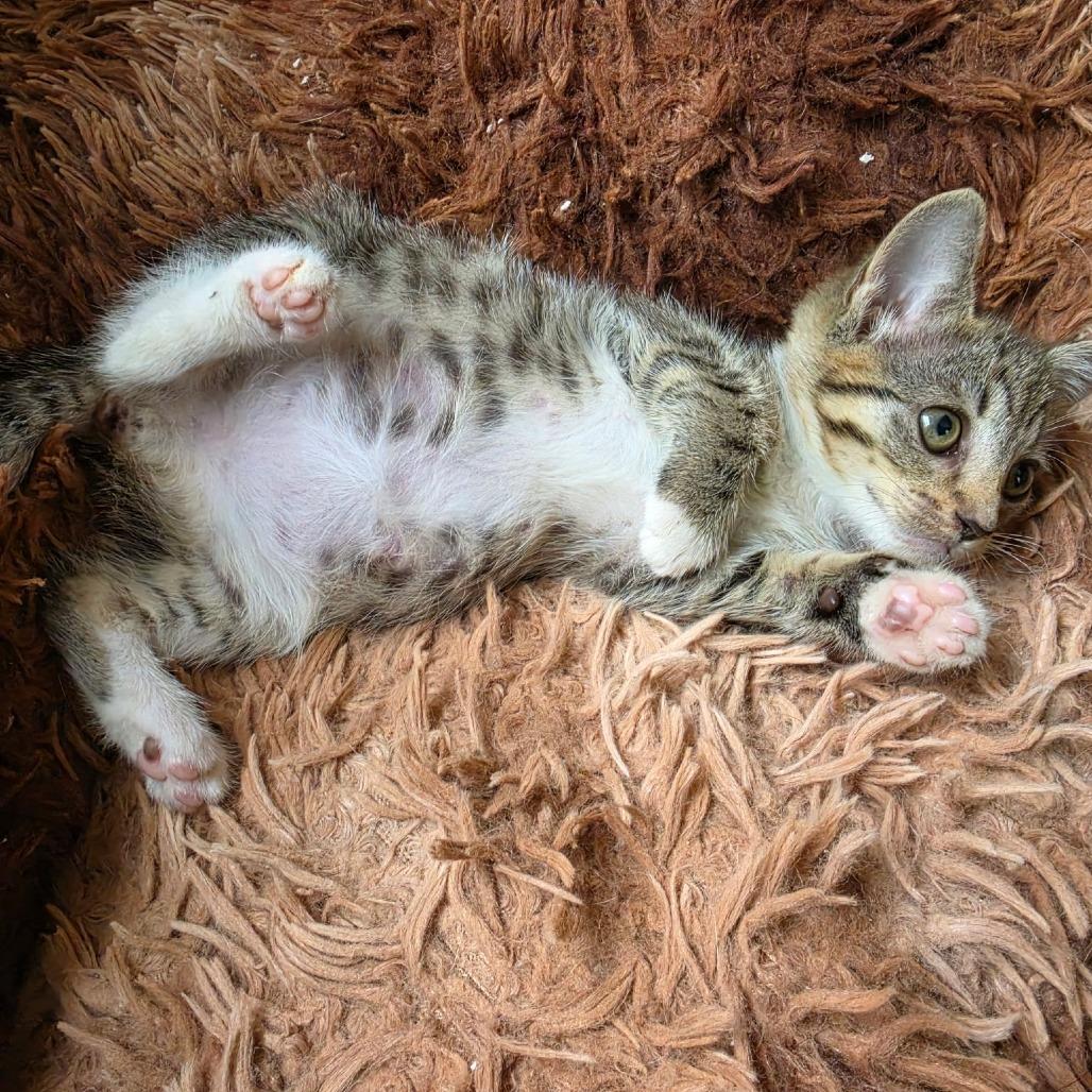 Enlarge Roxie, a Adoptable Domestic Short Hair in Wilmington, NC image 3/3