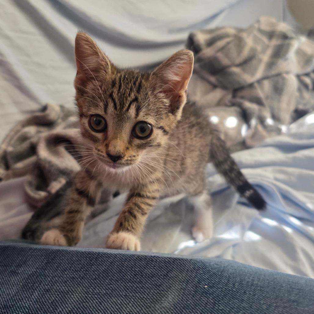 Enlarge Roxie, a Adoptable Domestic Short Hair in Wilmington, NC image 2/3