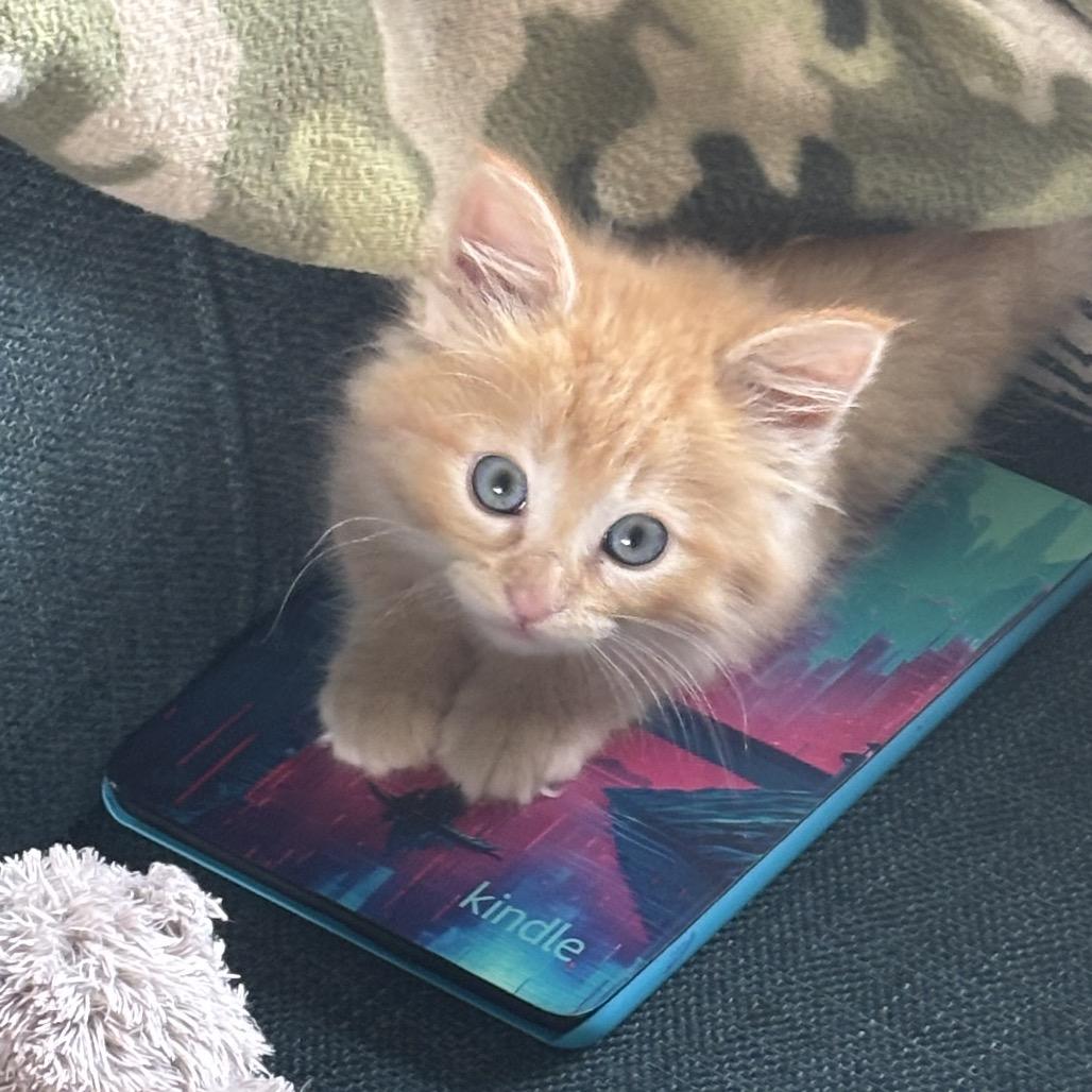 Enlarge George, a Adoptable Domestic Medium Hair in Kenai, AK image 1/4