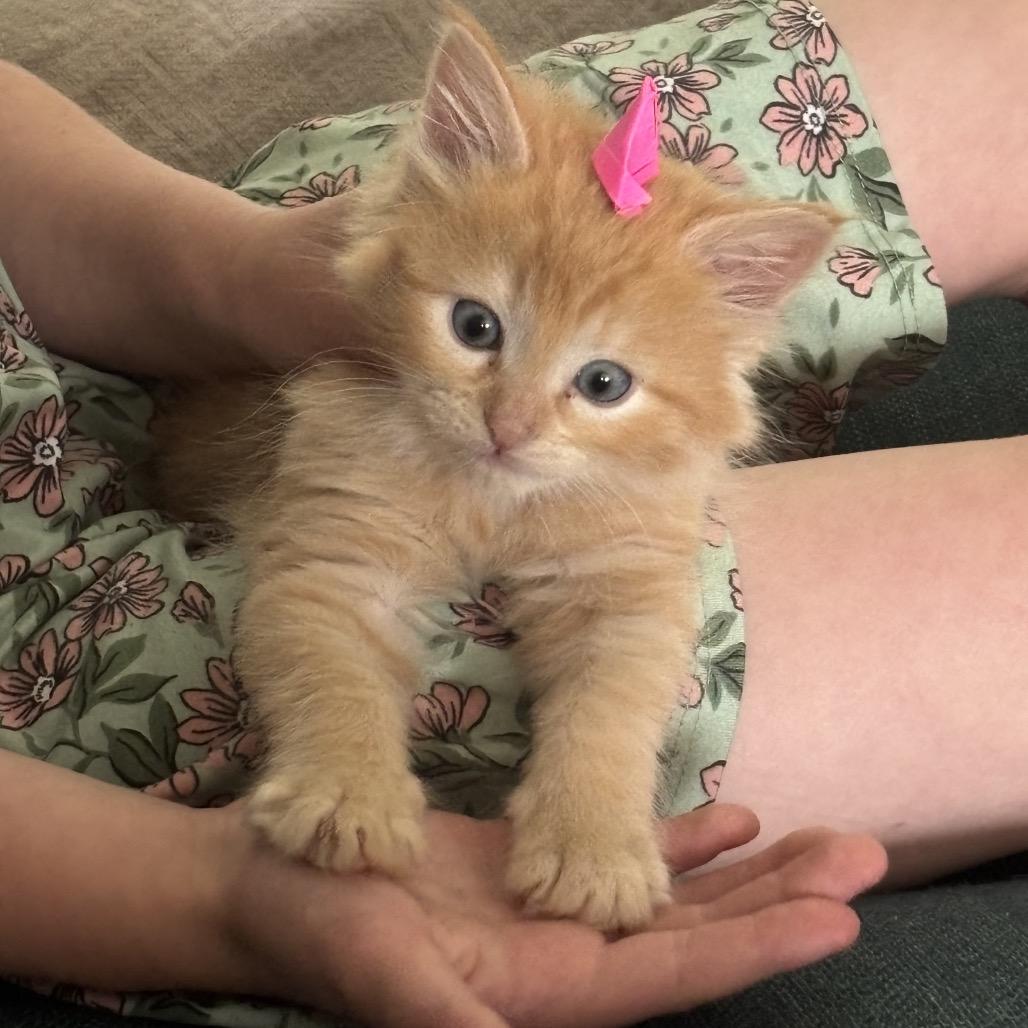 Enlarge George, a Adoptable Domestic Medium Hair in Kenai, AK image 2/4