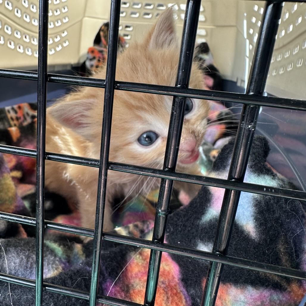 Enlarge George, a Adoptable Domestic Medium Hair in Kenai, AK image 3/4