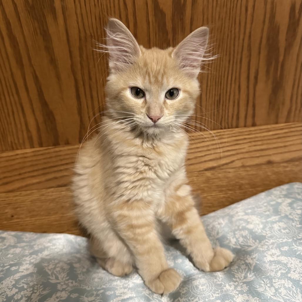Enlarge George, a Adoptable Domestic Medium Hair in Kenai, AK image 4/4