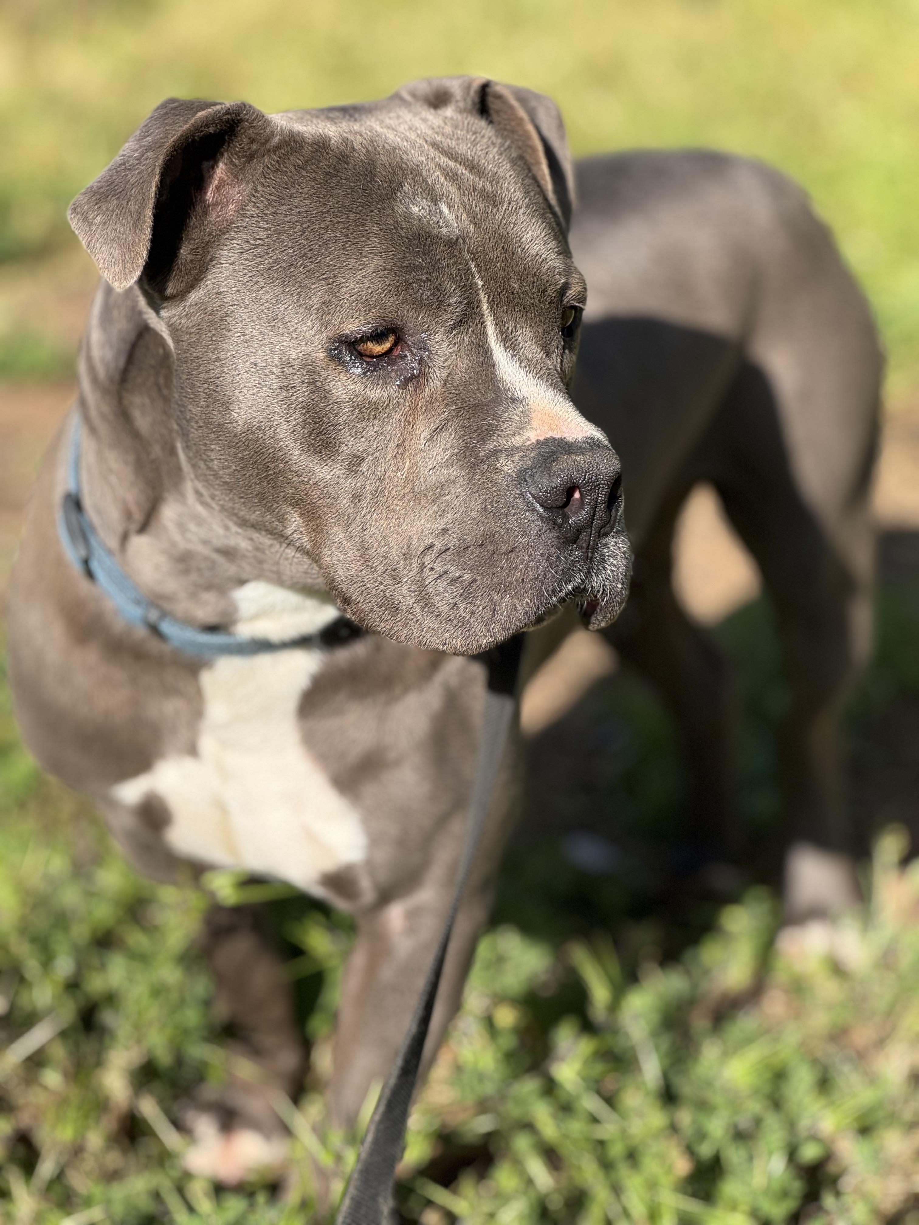 Scout, Adoptable, Young Male Pit Bull Terrier.