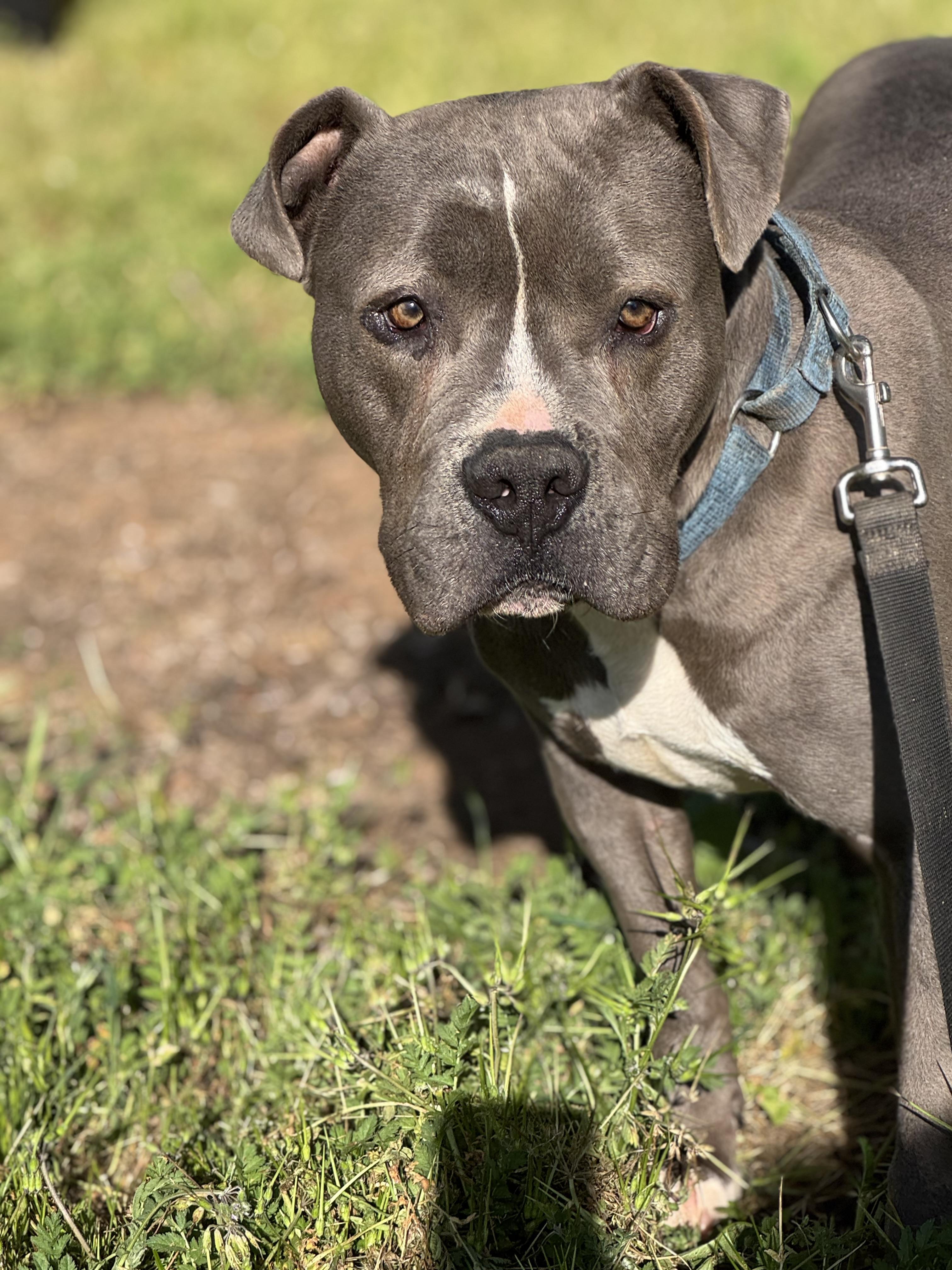 Enlarge Scout, a Adoptable Pit Bull Terrier in Ramona, CA image 2/2