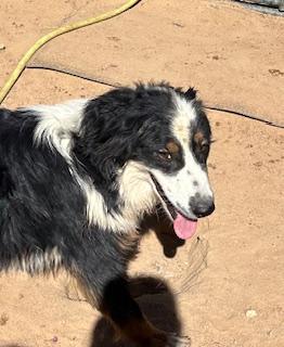 MYSTRO, Adoptable, Young Male Australian Shepherd.