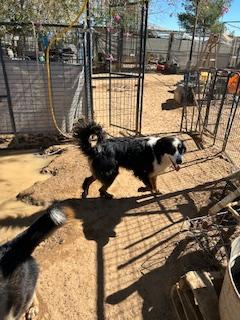Enlarge MYSTRO, a Adoptable Australian Shepherd in Norco, CA image 2/4
