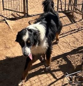 Enlarge MYSTRO, a Adoptable Australian Shepherd in Norco, CA image 3/4